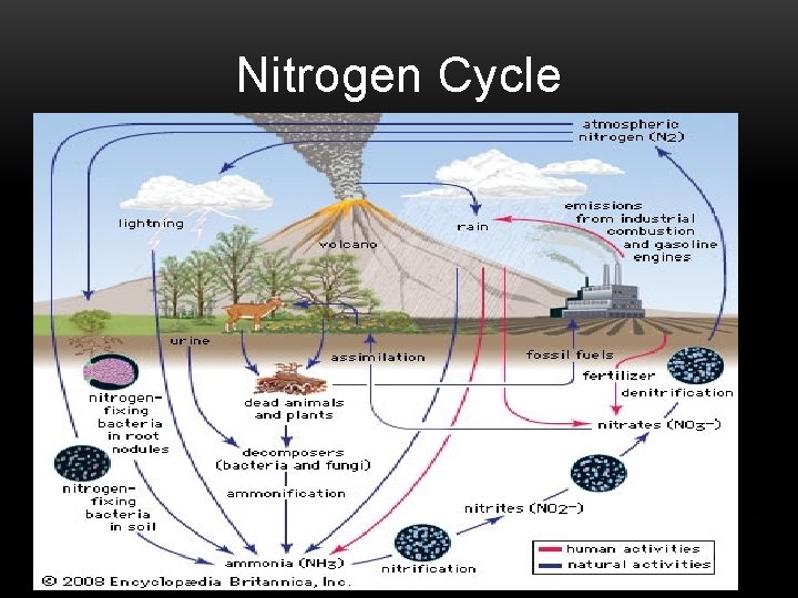 Nitrogen Cycle 