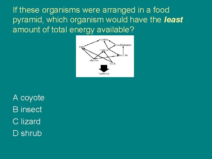 If these organisms were arranged in a food pyramid, which organism would have the
