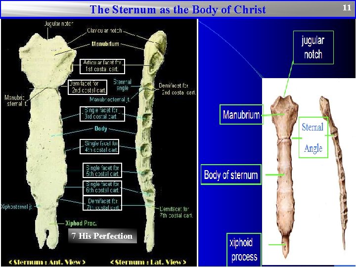 The Sternum as the Body of Christ 7 His Perfection 11 