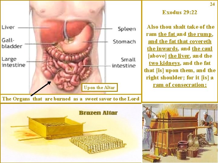 24 Exodus 29: 22 Upon the Altar The Organs that are burned as a
