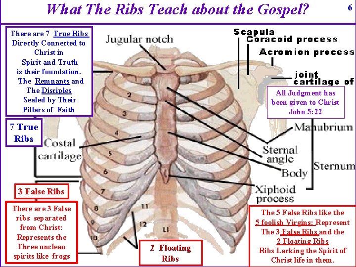 What The Ribs Teach about the Gospel? There are 7 True Ribs Directly Connected