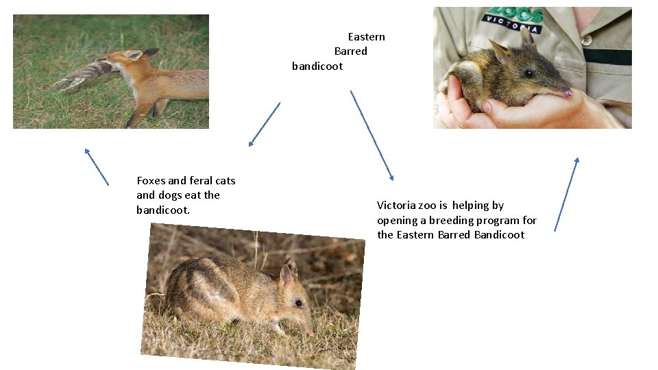 Eastern Barred bandicoot Foxes and feral cats and dogs eat the bandicoot. Victoria zoo