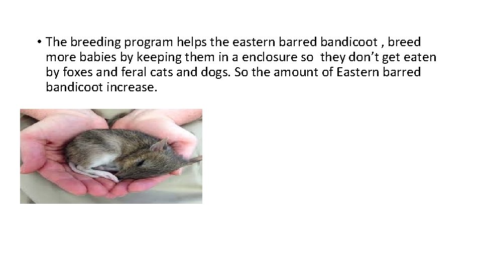  • The breeding program helps the eastern barred bandicoot , breed more babies