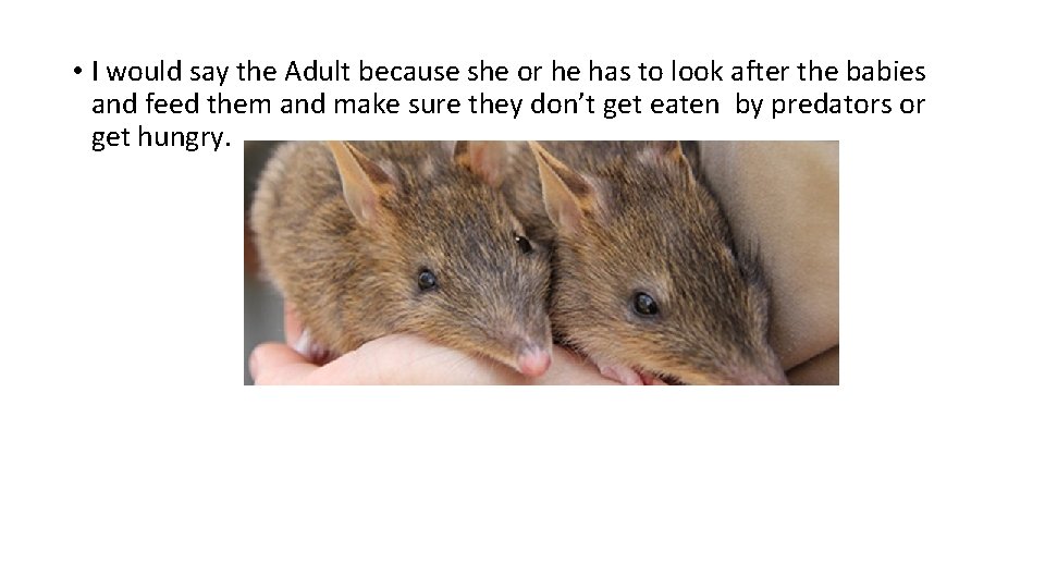  • I would say the Adult because she or he has to look