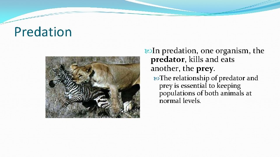 Predation In predation, one organism, the predator, kills and eats another, the prey. The