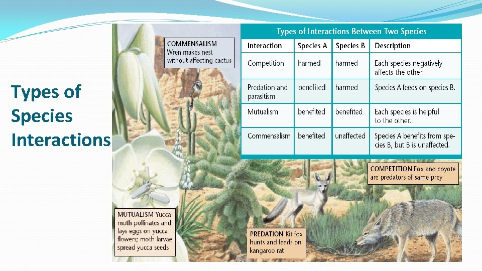 Types of Species Interactions 