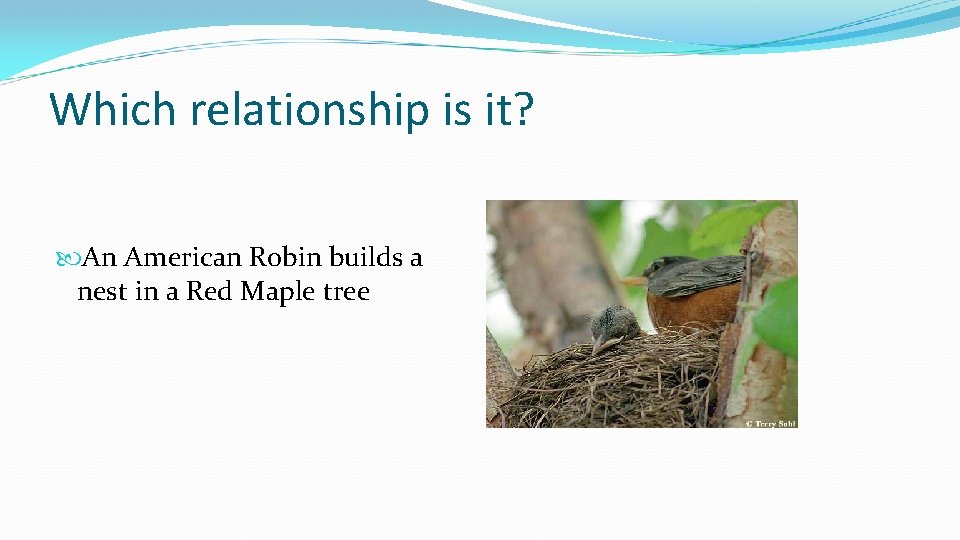 Which relationship is it? An American Robin builds a nest in a Red Maple