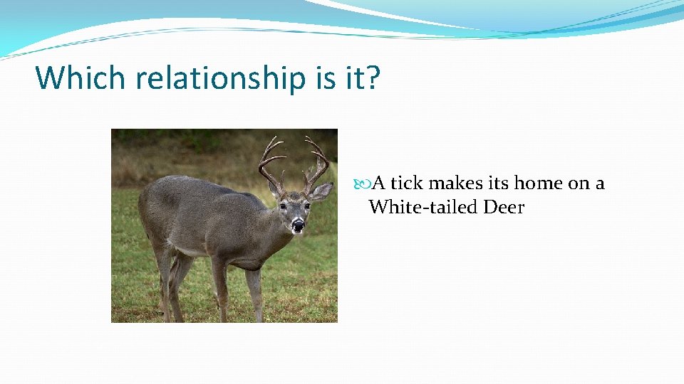 Which relationship is it? A tick makes its home on a White-tailed Deer 