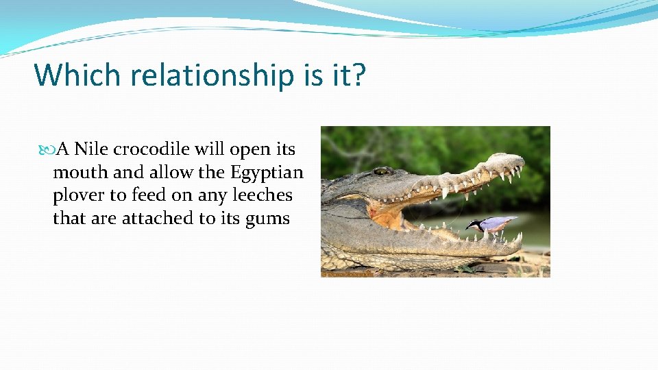 Which relationship is it? A Nile crocodile will open its mouth and allow the