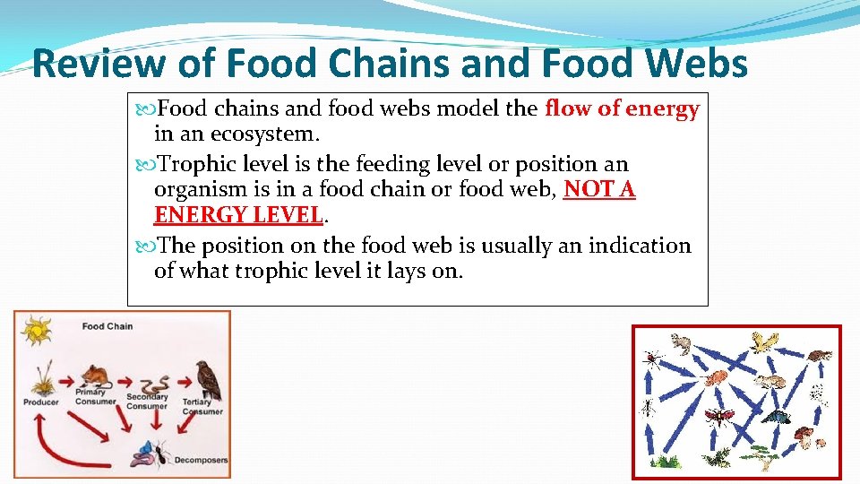 Review of Food Chains and Food Webs Food chains and food webs model the