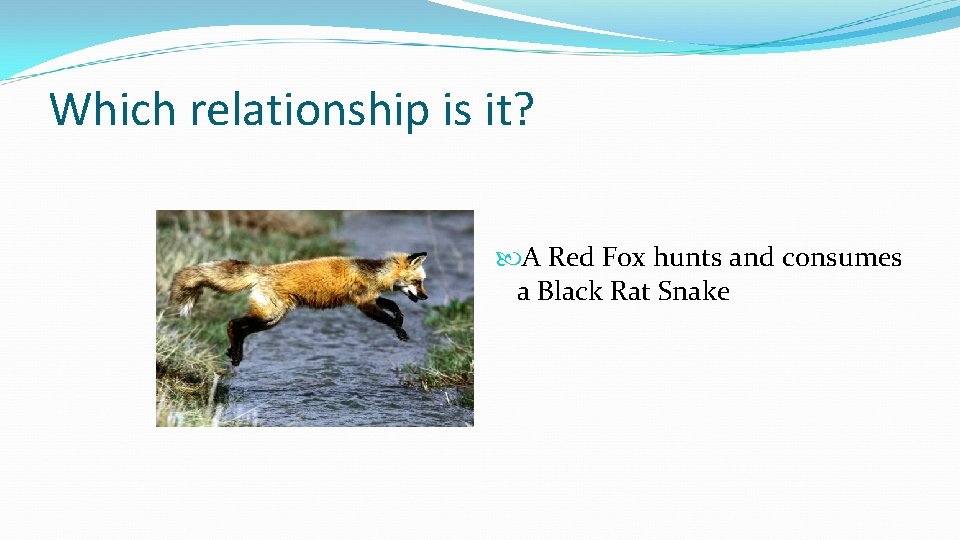 Which relationship is it? A Red Fox hunts and consumes a Black Rat Snake