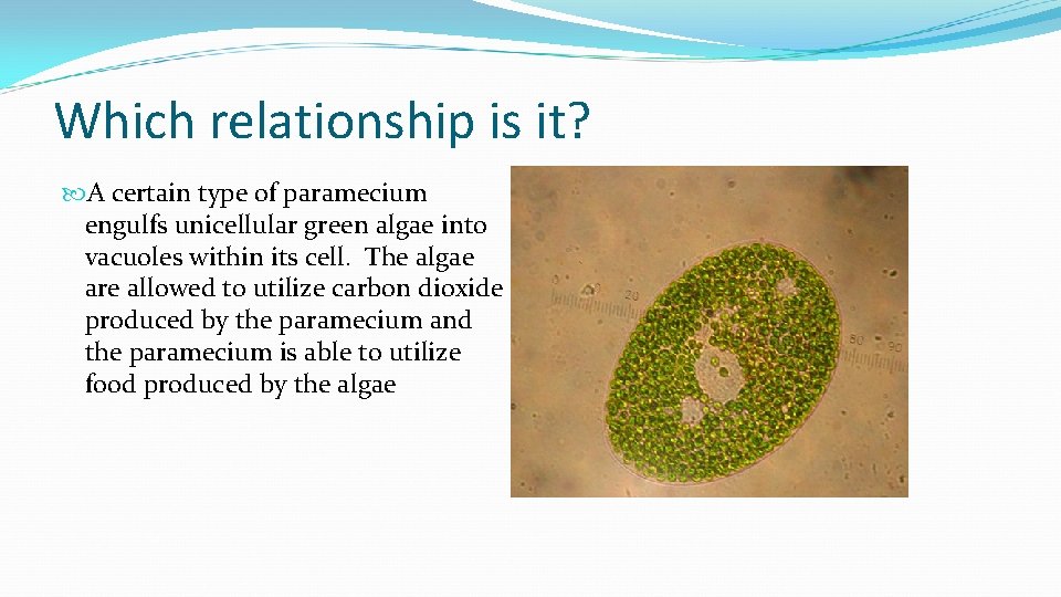 Which relationship is it? A certain type of paramecium engulfs unicellular green algae into