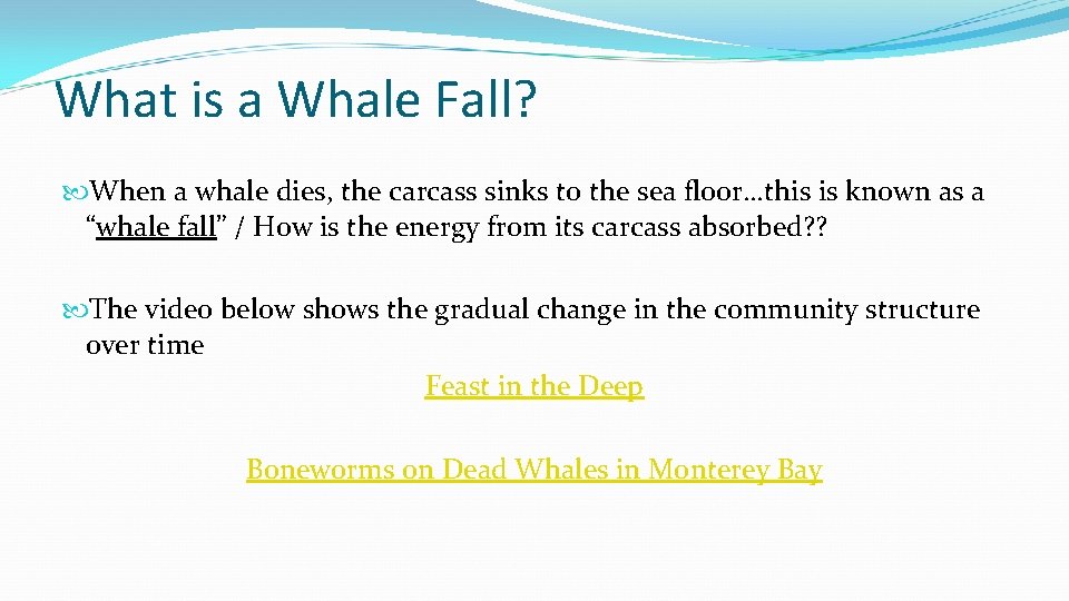 What is a Whale Fall? When a whale dies, the carcass sinks to the
