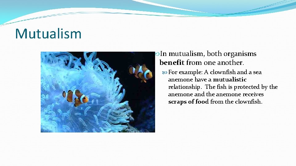 Mutualism In mutualism, both organisms benefit from one another. For example: A clownfish and