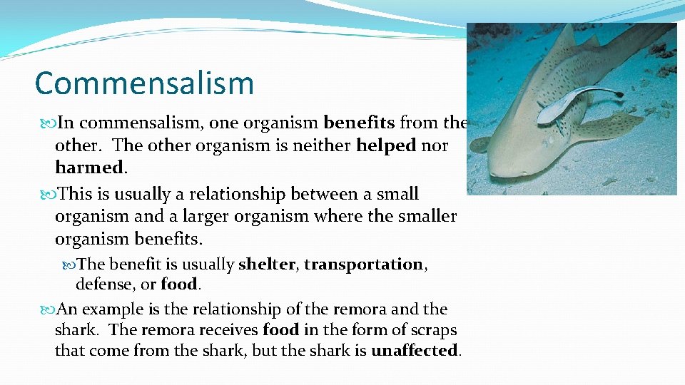 Commensalism In commensalism, one organism benefits from the other. The other organism is neither