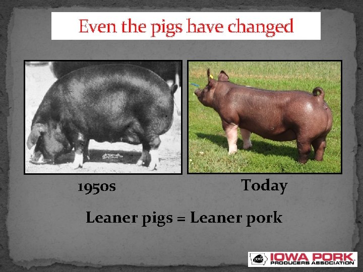Even the pigs have changed 1950 s Today Leaner pigs = Leaner pork 