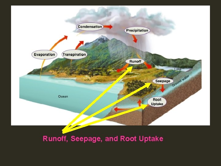 Runoff, Seepage, and Root Uptake 