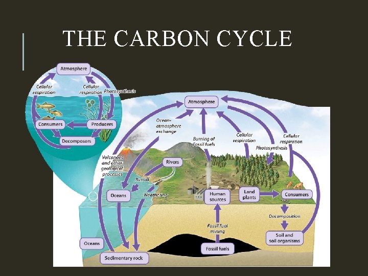 THE CARBON CYCLE 