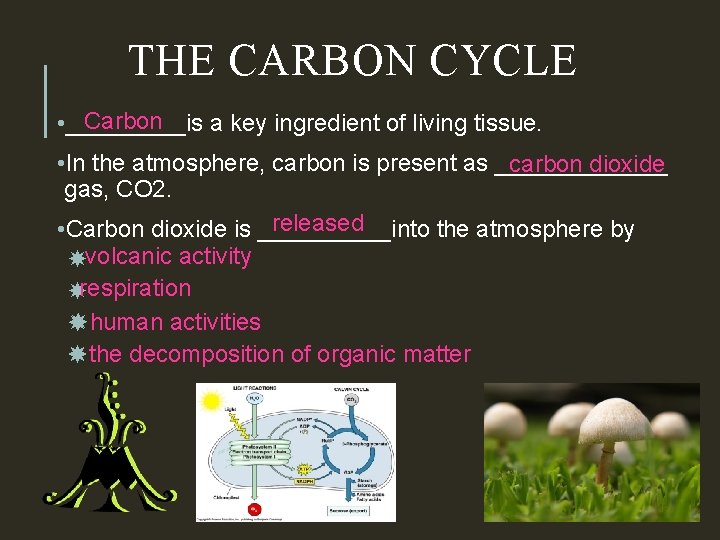 THE CARBON CYCLE Carbon • _____is a key ingredient of living tissue. • In