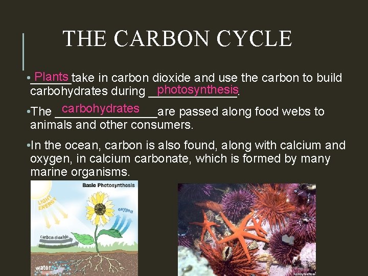 THE CARBON CYCLE Plants • ______take in carbon dioxide and use the carbon to