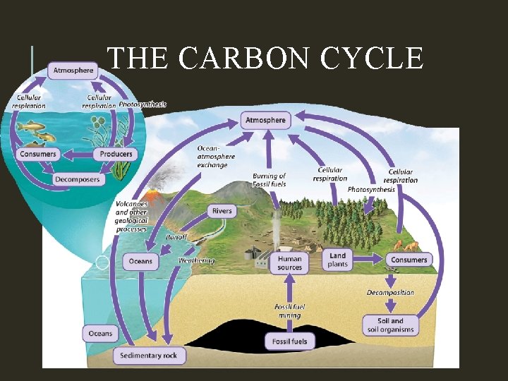 THE CARBON CYCLE 