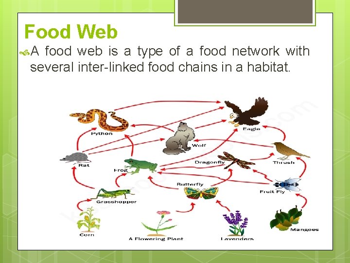 Food Web A food web is a type of a food network with several