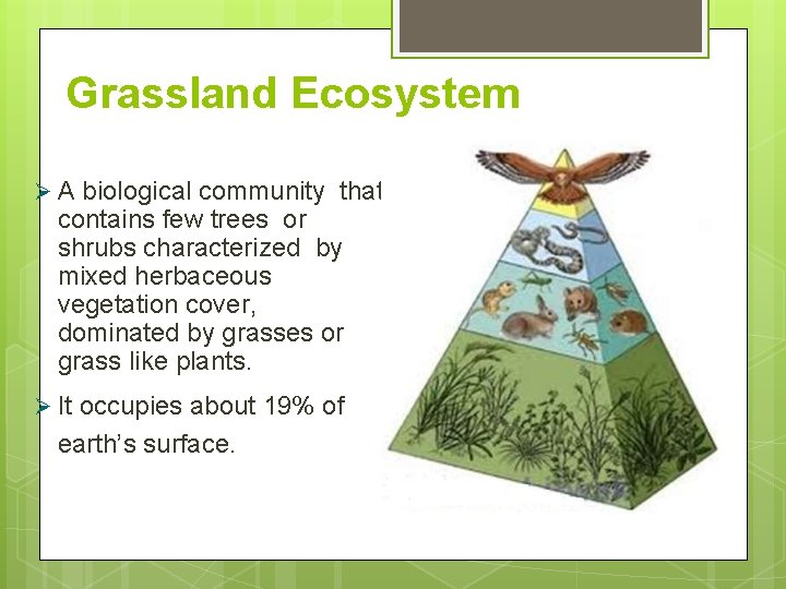 Grassland Ecosystem A biological community that contains few trees or shrubs characterized by mixed