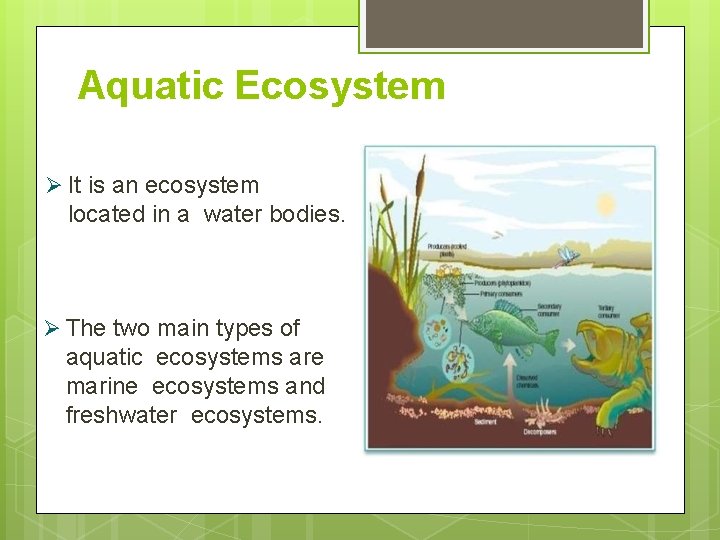 Aquatic Ecosystem It is an ecosystem located in a water bodies. The two main