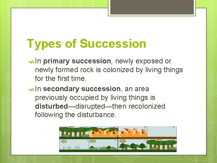 Types of Succession In primary succession, newly exposed or newly formed rock is colonized