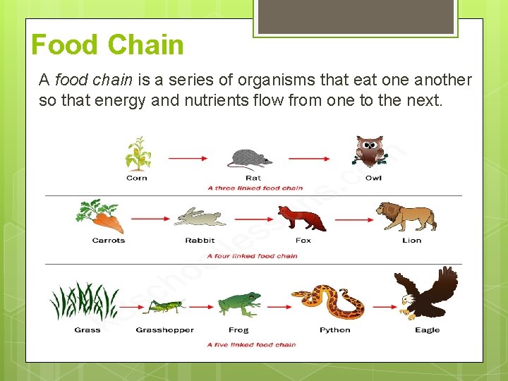 Food Chain A food chain is a series of organisms that eat one another