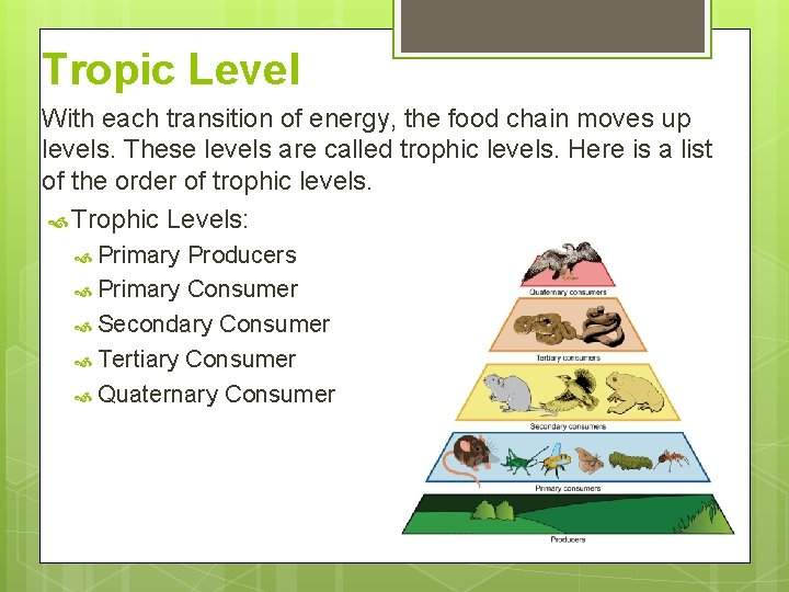 Tropic Level With each transition of energy, the food chain moves up levels. These