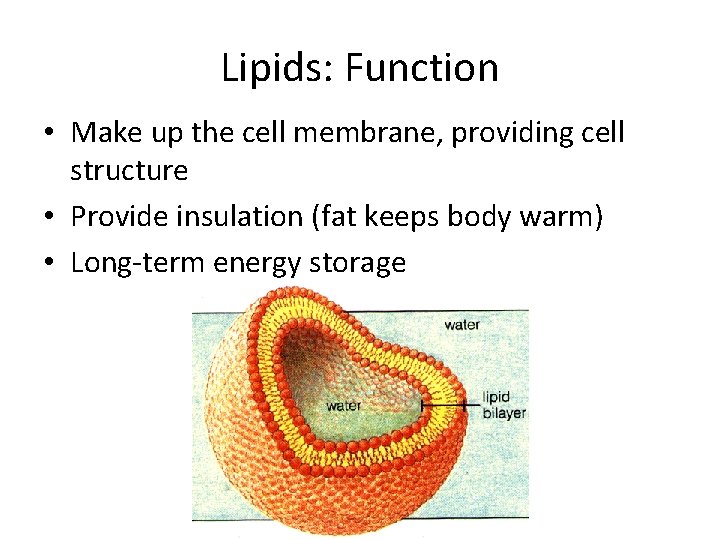 Lipids: Function • Make up the cell membrane, providing cell structure • Provide insulation