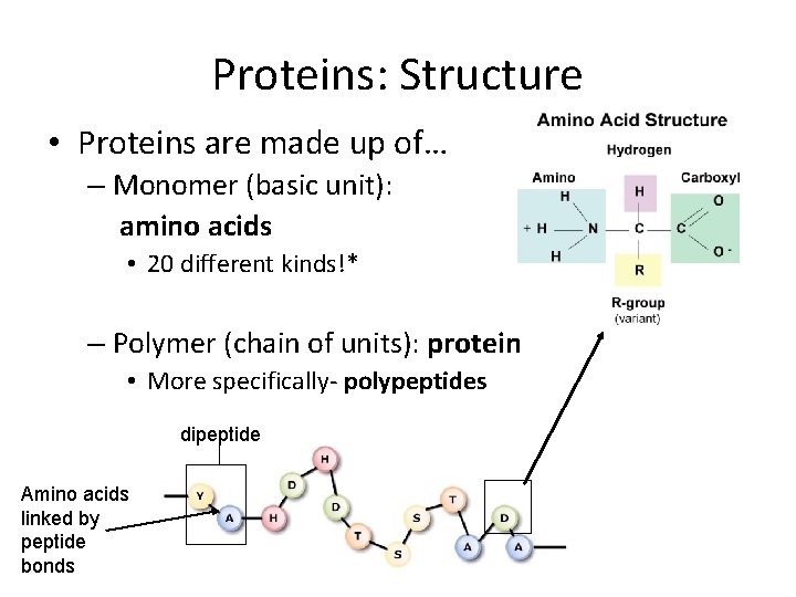 Proteins: Structure • Proteins are made up of… – Monomer (basic unit): amino acids