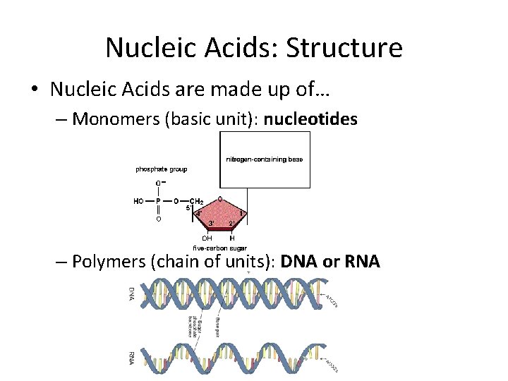 Nucleic Acids: Structure • Nucleic Acids are made up of… – Monomers (basic unit):