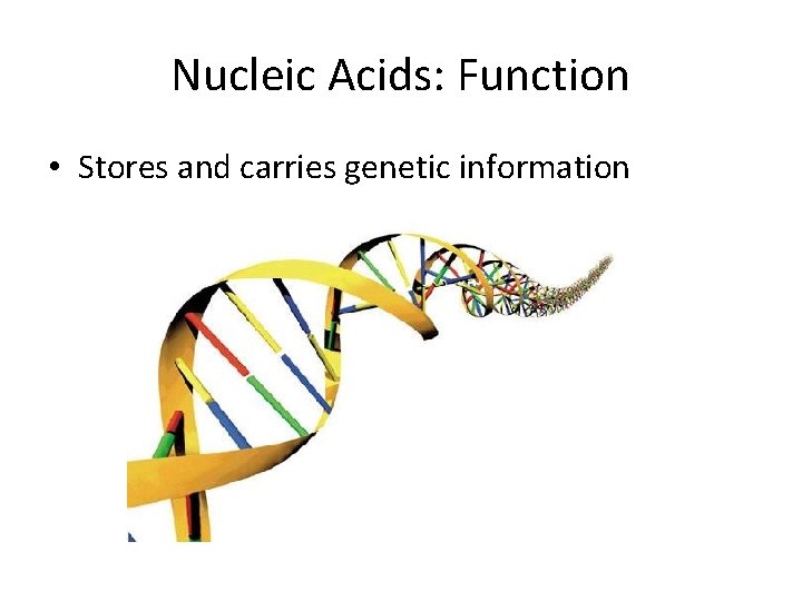 Nucleic Acids: Function • Stores and carries genetic information 