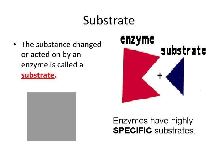 Substrate • The substance changed or acted on by an enzyme is called a
