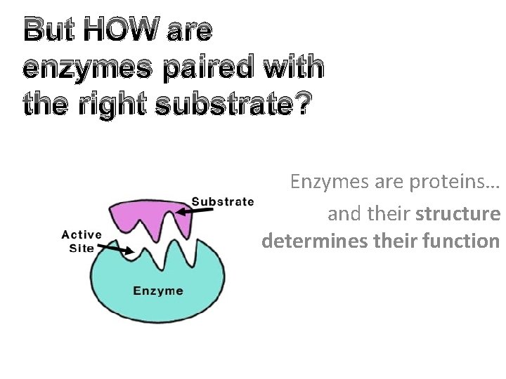 But HOW are enzymes paired with the right substrate? Enzymes are proteins… and their