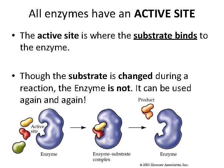 All enzymes have an ACTIVE SITE • The active site is where the substrate