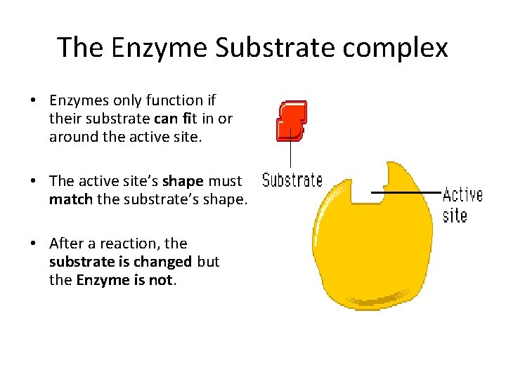 The Enzyme Substrate complex • Enzymes only function if their substrate can fit in