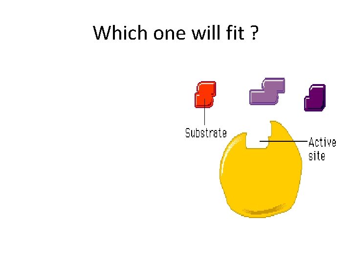 Which one will fit ? 