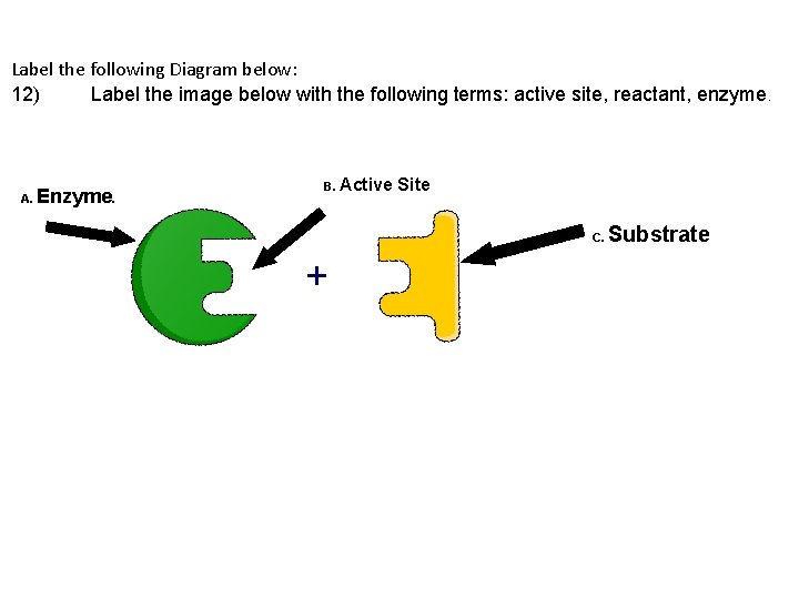Label the following Diagram below: 12) Label the image below with the following terms: