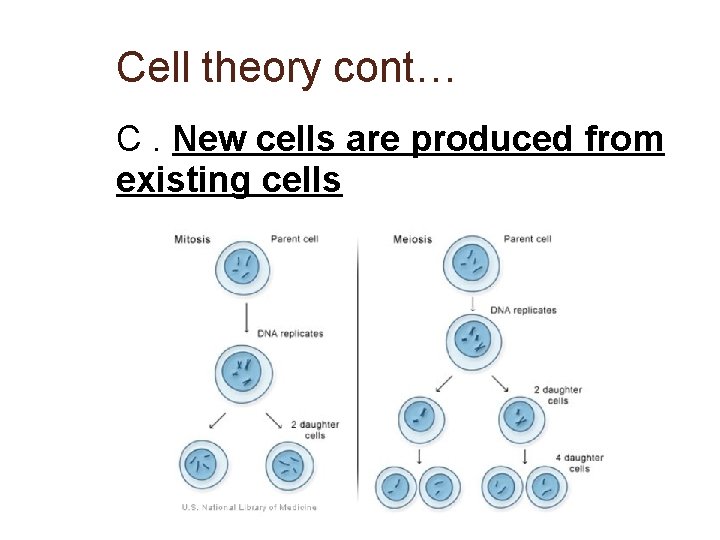Cell theory cont… C. New cells are produced from existing cells 