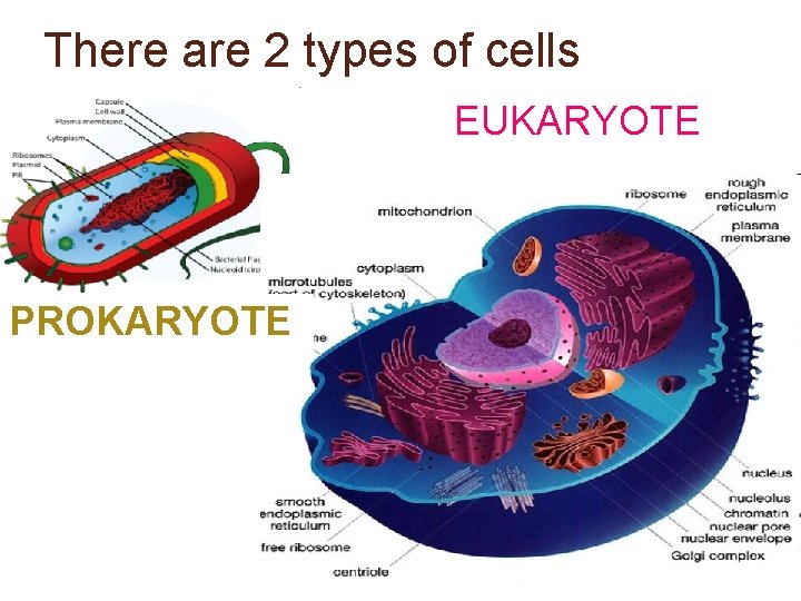 There are 2 types of cells EUKARYOTE PROKARYOTE 