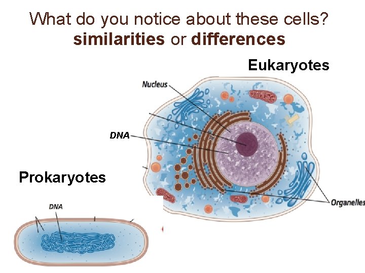 What do you notice about these cells? similarities or differences Eukaryotes DNA Prokaryotes 