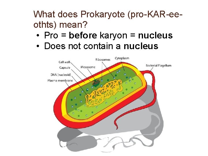 What does Prokaryote (pro-KAR-eeothts) mean? • Pro = before karyon = nucleus • Does