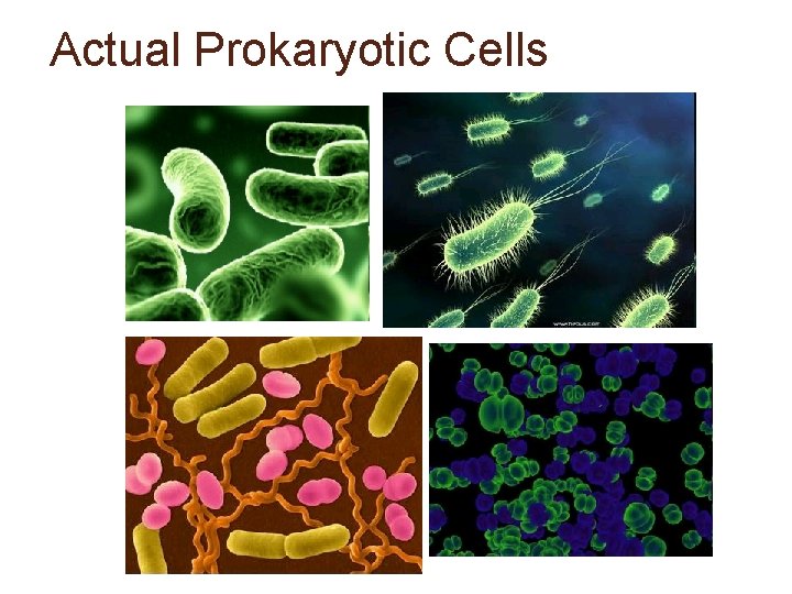 Actual Prokaryotic Cells 