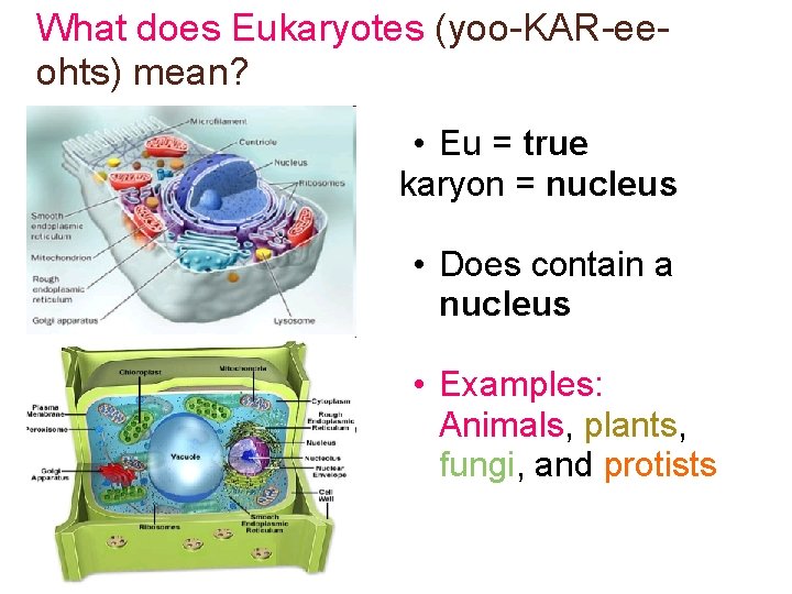 What does Eukaryotes (yoo-KAR-eeohts) mean? • Eu = true karyon = nucleus • Does