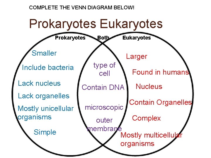 COMPLETE THE VENN DIAGRAM BELOW! Prokaryotes Eukaryotes Prokaryotes Both Eukaryotes Smaller Include bacteria Lack