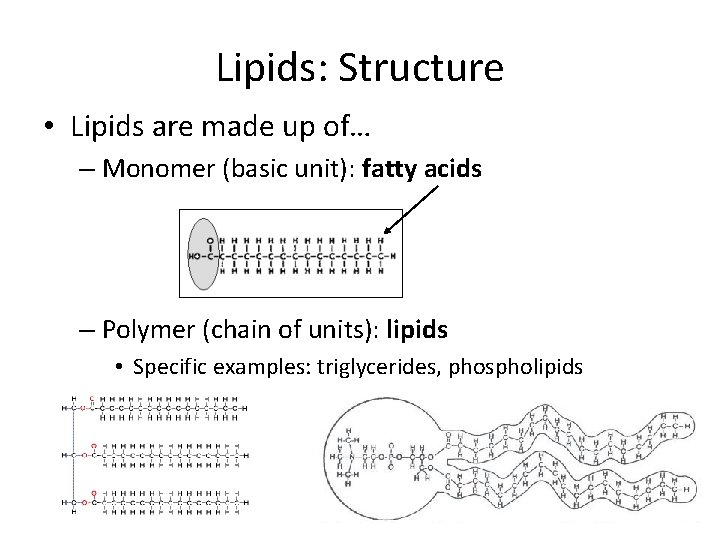 Lipids: Structure • Lipids are made up of… – Monomer (basic unit): fatty acids