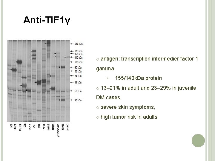 Anti-TIF 1γ o antigen: transcription intermedier factor 1 gamma • 155/140 k. Da protein